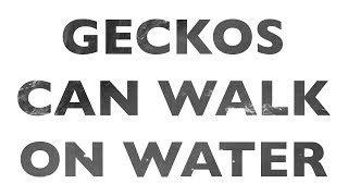 How do geckos walk on water [upl. by Nathan]