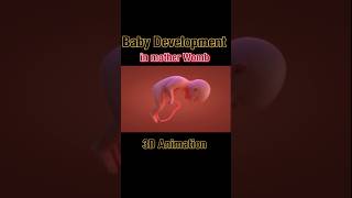 Baby Development in wombGrowing Insideviralshortsshortsfeedsdrsadia1446 [upl. by Aldarcie]