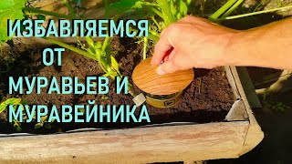 Как избавиться от муравьев на участке [upl. by Nwahsiek]