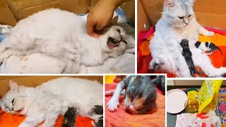 My Cats Delivery Vlog  New Born Kittens  Persian Cat  Cats Cute and funny cats [upl. by Shulman]