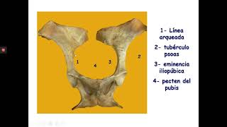 Osteología del miembro pelviano anato 123°unidad 5 [upl. by Uehttam]