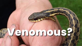 turns out my childhood snake is venomous [upl. by Jariv810]