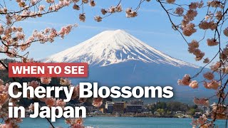 When to See Cherry Blossoms in Japan  japanguidecom [upl. by Kaela]