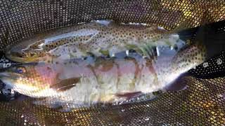 Fly Fish Rock Creek Montana [upl. by Dedra]