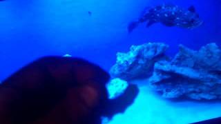 Feeding my Grouper in my 55 Gallon Saltwater Tank [upl. by Adnohral553]