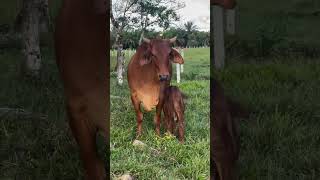 Red Sindhi  Pride of Indian Cattle 🇮🇳 [upl. by Masuh335]