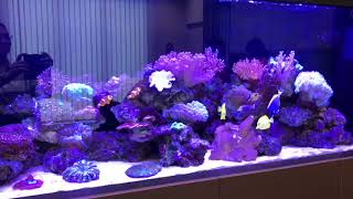 ONF LED on 180x50x85cm Marine Coral Reef Tank [upl. by Willdon]