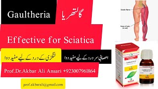 Sciatica  Joints Swelling pain Nerves Headacheلنگڑی کادرد کی دوا Homeopathic Medicine Gaultheria Q [upl. by Eifos]