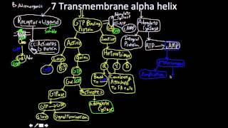 Signal Transduction Pathway the 7 transmembrane alpha helix MAP [upl. by Hcurob932]