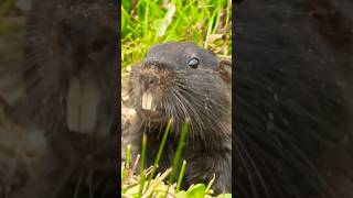 Cururo  Spalacopus cyanus  🇨🇱❤️avifauna faunachilena nature wildlife valparaiso humedales [upl. by Atiner]