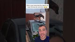 Surreal onde esse cachorro decidiu fazer as necessidades [upl. by Yajeet]