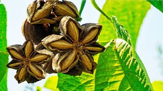 Star Shape Nut Cultivation And Harvest  Sacha inchi Oil Processing  Sacha inchi Farming Technique [upl. by Ranjiv]