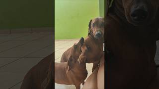 Salsicha da Tasmânia 🐕🐕 pets salsichadog cachorrosalsicha love salsichinha cachorro [upl. by Noislla667]