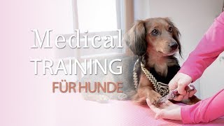 Medical Training für Hunde  Körperpflege und Tierarztbesuche vertrauensvoll meistern [upl. by Sherj]