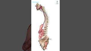 Alimentary Canal  Digestive Tract Pathway from Mouthanus shorts [upl. by Ynaffi]