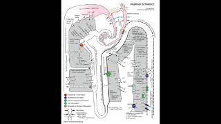 Kidney renal tubules [upl. by Ofelia815]