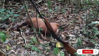 O resultado da espera de MATEIRO 🦌 na gameleira e salve pra galera ✅👍 [upl. by Araldo]