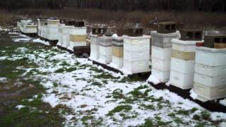 Bees in Winter North Mississippi [upl. by Nolte547]