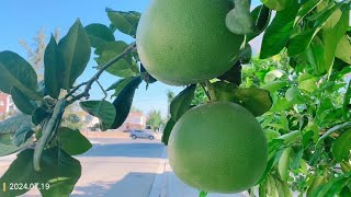 Pomelo tree [upl. by Ayhtin785]