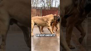 ¿Quien ganaría en un supuesto enfrentamiento entre el Boerboel y el Pastor Caucásico perros dogs [upl. by Viguerie]