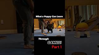 Does Game Based Dog Training really work What about with puppies part 12 [upl. by Anelyak]