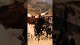 AnkoleWatusi are domesticated cattle facts wildlife animals cattle shorts [upl. by Nylcoj]