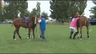 Berlin Maifeld Cup im Pferdepolo [upl. by Dawna]