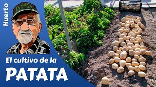 PATATAS COMO SEMBRAR Y CULTIVAR PATATAS POTATO FARMING [upl. by Ramled]