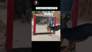 DOG VS MIRROR PART 7  FUNNIEST REACTION YOULL EVER SEEN [upl. by Aduhey]