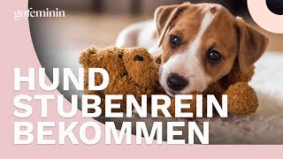 3 Tipps um deinen Hund stubenrein zu bekommen [upl. by Adekam667]