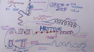 Histones  A NucleoproteinGenetics Tamil Mightymedicoz [upl. by Patin18]