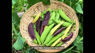 Growing Snap Peas from Seed [upl. by Isa]