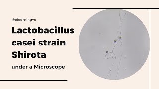 Lactobacillus casei strain Shirota LcS under a Mircroscope [upl. by Deva934]