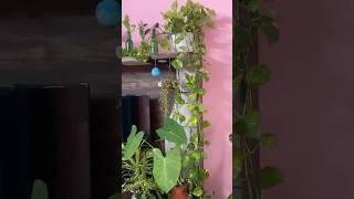 అంతా మొక్కల మయం Antha mokkala mayamgardendesign plantlover indoorplants [upl. by Alya]