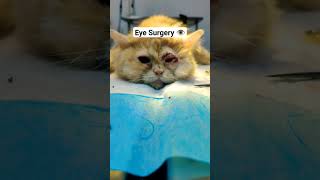 Eye Surgery Entropion and Microphthalmia [upl. by Langdon398]