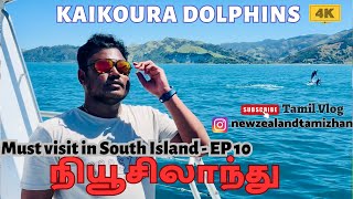 My swim with அழகிய 😍😍Kaikoura Dolphins must visit in South Island New Zealand Tamil Vlog 4K Ep 10 [upl. by Fisoi]