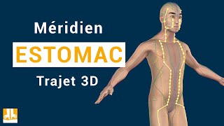 Méridien Estomac  Trajet 3D point par point [upl. by Bremer366]