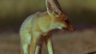 Documentary National Geographic Foxes Of The Kalahari [upl. by Rhodes]