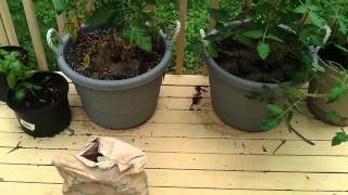 How To Prevent Or Stop Tomato Blossom End Rot [upl. by Leifeste]