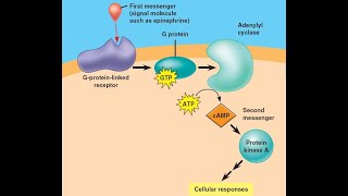 Examples of Hormones that use cAMP as a second messenger Cyclic Adenosine Monophosphate [upl. by Quillon253]