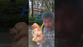 dogfunnyvideos thooliyile aada vanta vanathu minvilakke whatsappstatus [upl. by Durware286]