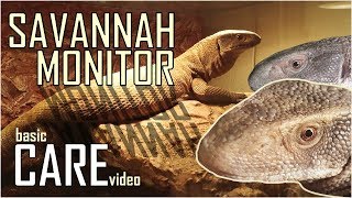 Savannah Monitor CARE VIDEO  How to keep a Bosc Monitor  Varanus exanthematicus [upl. by Slavic706]