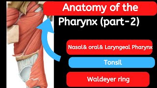 19 Anatomy of the Pharynx part 2 [upl. by Kemble]