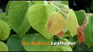 The Redbud Leaffolder [upl. by Tirzah289]