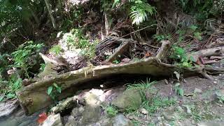 The forest to Binalayan Falls Samboan Cebu GH010710 [upl. by Naaitsirhc]