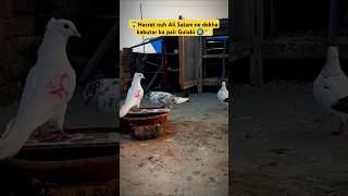 😱Hazrat nuh Ali Salam ne kaha 🕊️kabutar ka pair ❣️gulabi hota haiyoutubeshort pigeon animallover [upl. by Eelyk]