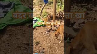 Dane dane p likha gautamkumar0909 ytshorts youtube copulegoles viralvideo monkey dog [upl. by Niarda]