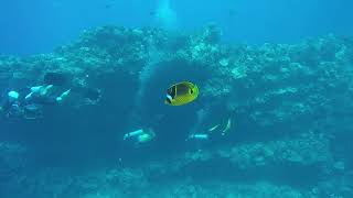 Lanai Cathedrals with Lahaina Divers [upl. by Nahpets]