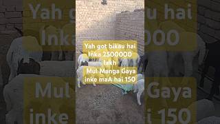 cow comedy farming goat pets ai funny trending animals [upl. by Sherrill689]