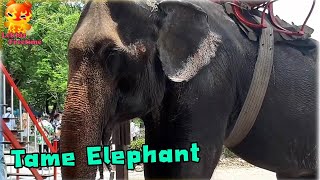 Come and feed the tame elephants [upl. by Kihtrak]